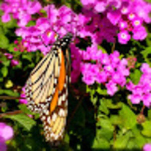 Meet your Posher, Adrienne